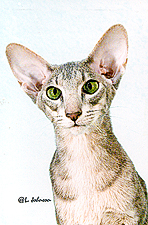17_Kat-Tres Blue Velvet